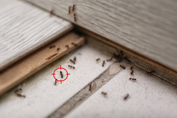 Best Best Pest Control Companies  in Ardia, CA
