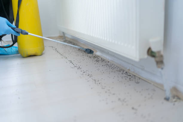 Best Pest Inspection Near Me  in Ardia, CA